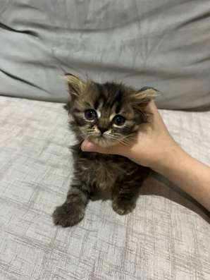 Милый котенок в добрые руки