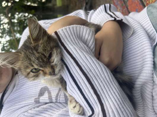 Нашли котенка , девочка , очень ласковая