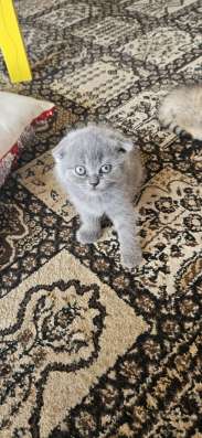 Шотландские котята фото 5