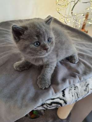 Красивые британские котята