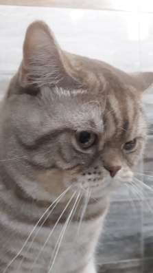 Вязка с котом