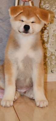 Akita Sale