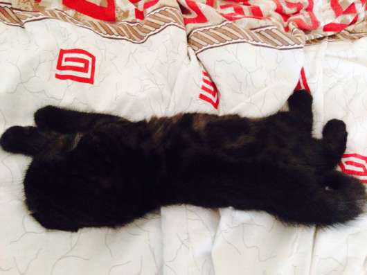 Шотландский вислоухий котенок в Самаре