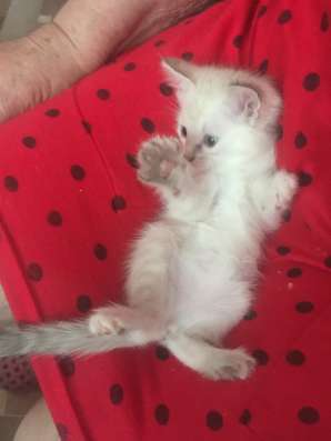 Котята для радости фото 3