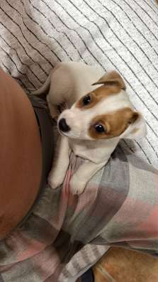 Домашние животные Jack Rassel фото 10