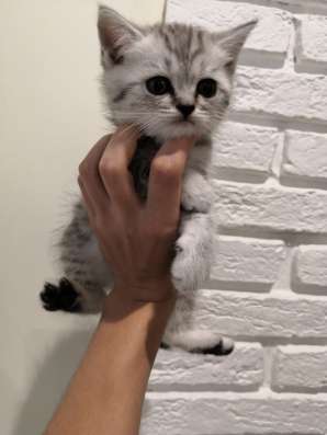 Шотландские котята в Калининграде фото 7