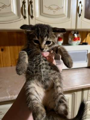 Британский котята