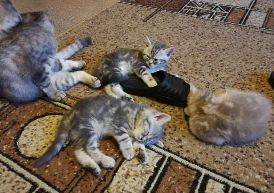 Котята Шотландские! в Балашихе фото 6