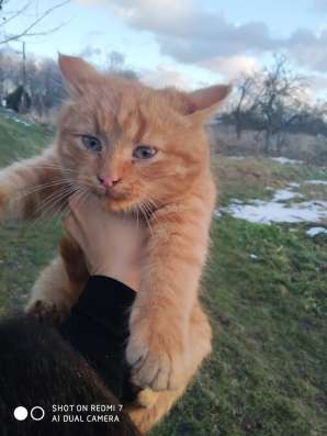 В добрые руки фото 3
