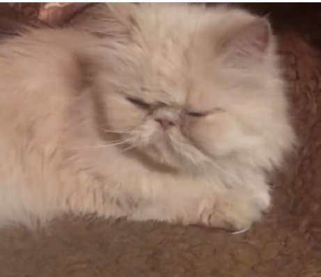 Отдаю котиков в добрые руки