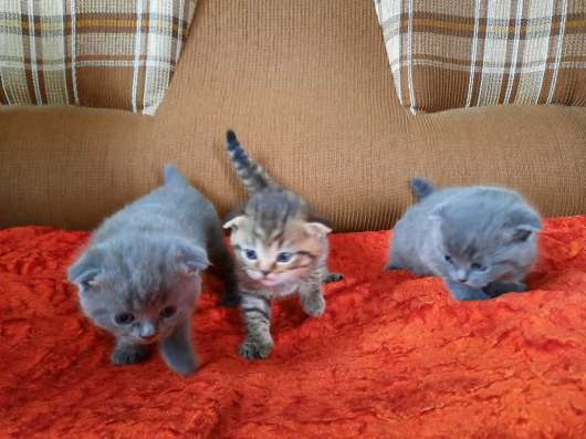 Продам Шотландских котят! в Пензе фото 4