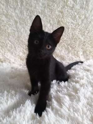 Котенок Черничка
