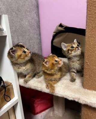 Шотландские котята в Ставрополе фото 9