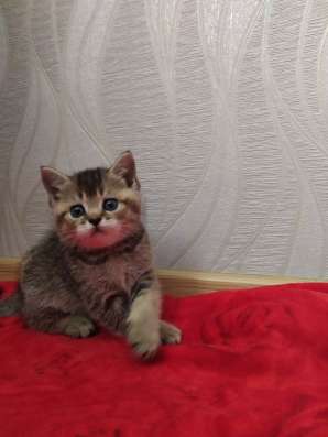 Шотладские котята фото 6