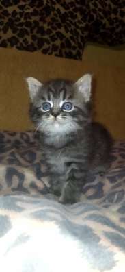 Шотландские котята фото 4