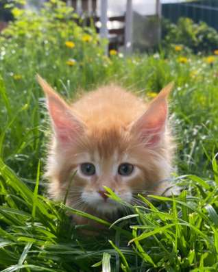 Kitten MaineCoon в Москве фото 7