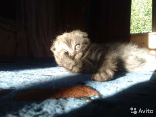 Британские котята