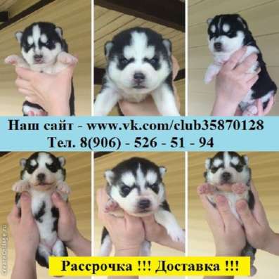 Необыкновенные хасятки в продаже