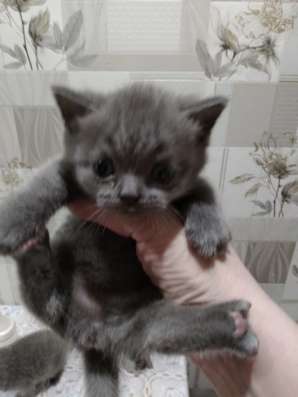 Продам шотландского котёнка в Ефремове фото 4