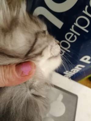 Котята Курильский бобтейл в Краснодаре фото 7