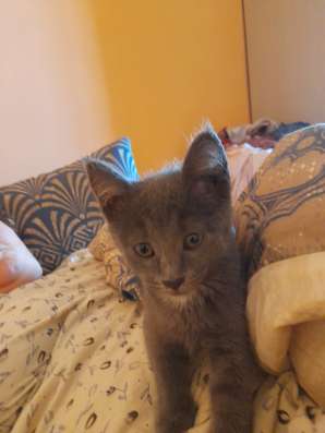 Чудесный котенок