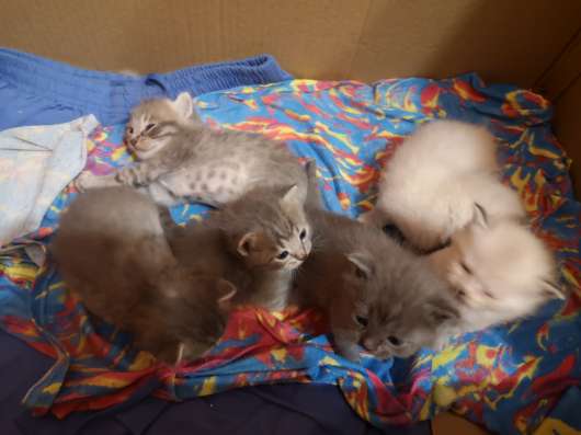 Котята шотландские в Курске фото 7