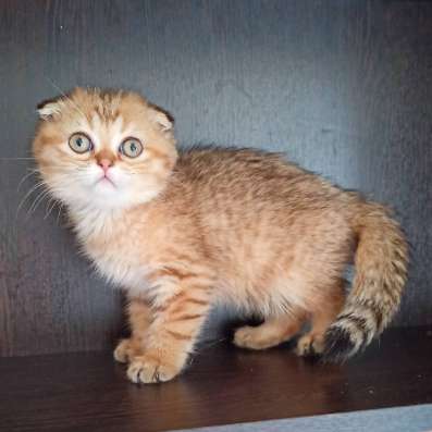 Красивая кошечка