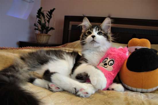 Котята Мейн Кун 3,5 месяца фото 7