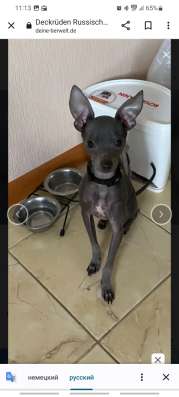 Zwergpinscher мини (до 2.5 кг) фото 13