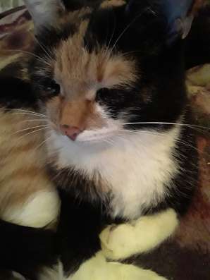 Отдается в дар котенок
