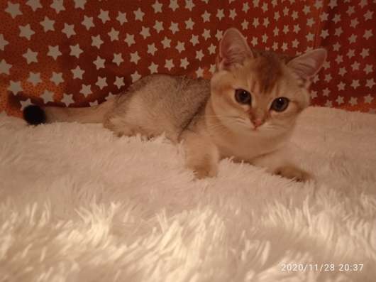 Продам котиков британских