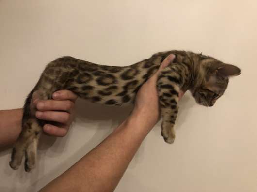 F2 bengal cat фото 3