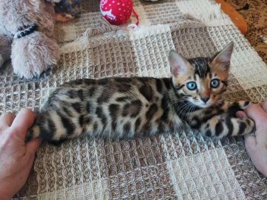 Бенгальские котята в Серове фото 4