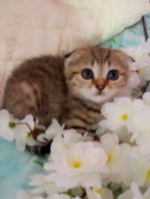 Шотландский котик в Новороссийске фото 3