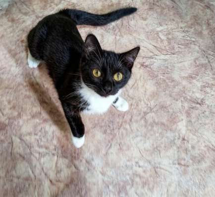Котенок чертенок в добрые руки