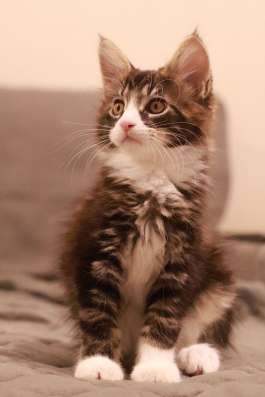 Котенок Мейн-Куна
