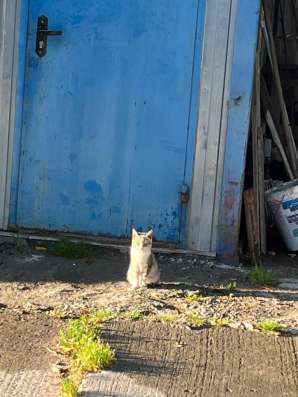 Котёнок в добрые руки. в Гурьевске фото 5