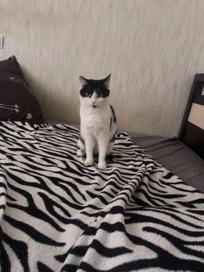 Кошка