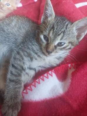 Котенок девочка ищет новый дом в Москве фото 6
