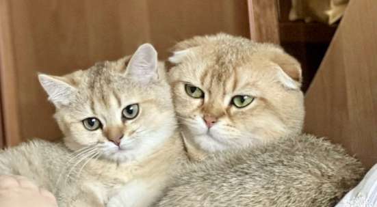 Шотландские котята в Москве