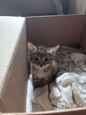 Котенок в Кемерове