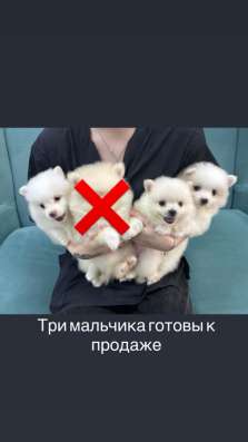 Шпиц