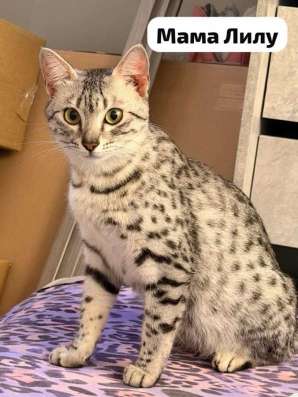 Египетская Мау котята в Уссурийске фото 19