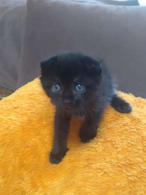 Продам вислоухих котят в Красноярске фото 8