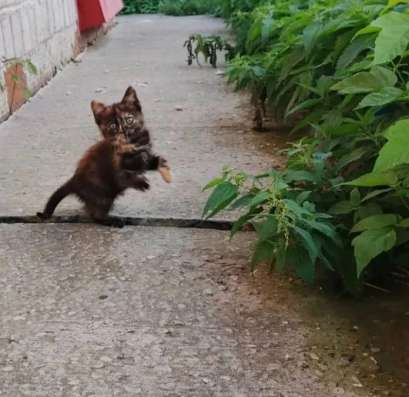 котенок девочка ищет дом