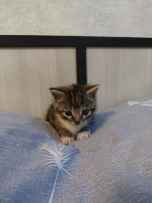 Отдам котят