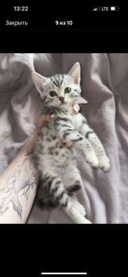 Котята шотландские в Москве фото 3