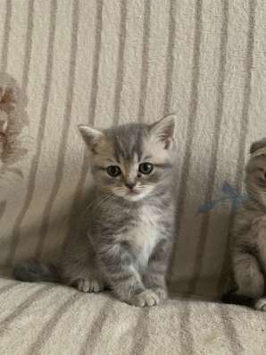 Шотландские котята в Брянске