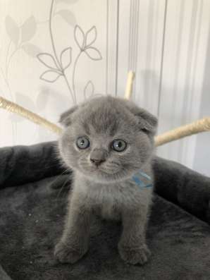 Котята британские вислоухие фото 7