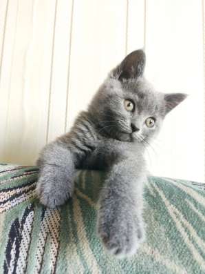 Шотландский котенок (мальчик)